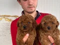 KOYU RENK TOY POODLE YAVRULAR