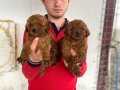 RED TOY POODLE YAVRULAR 