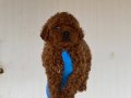 RED BROWN TOY POODLE YAVRULAR
