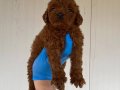 RED BROWN SECERELİ ORJİNAL TOY POODLE YAVRULAR 