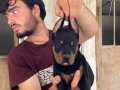 KİNG DOBERMAN YAVRULARI 