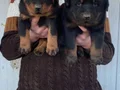SHOW KALİTE ORJİNAL ROTTWEILER YAVRULARI