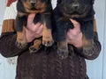 SHOW KALİTE ORJİNAL ROTTWEILER YAVRULARI