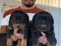 SHOW KALİTE ORJİNAL ROTTWEILER YAVRULARI