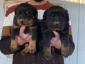 SHOW KALİTE ORJİNAL ROTTWEILER YAVRULARI