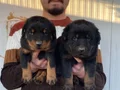 SHOW KALİTE ORJİNAL ROTTWEILER YAVRULARI