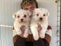 ORJİNAL BEYAZ MALTESE TERRİER YAVRULARIMIZ