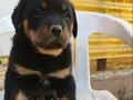 SAFKAN A KALİTE MACAR ROTTWEİLER YAVRULAR 