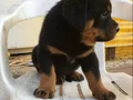SAFKAN A KALİTE MACAR ROTTWEİLER YAVRULAR 