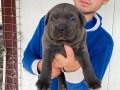 Geniş Göğüslü İri Kemik Yapılı Gri Cane Corso Yavruları