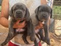 İri Kemik Yapılı Karakterli Cane Corso Yavruları