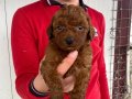 Red Brown Toy Poodle Yavruları ile Hayatınıza Renk Katın