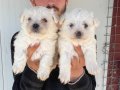 BEYAZ MALTESE TERRIER YAVRULAR