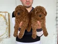 Denizli Pamukkale Toy Poodle Yavruları | Akıllı ve Tüy Dökmeyen Dostunuz