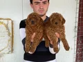 Denizli Pamukkale Toy Poodle Yavruları | Akıllı ve Tüy Dökmeyen Dostunuz