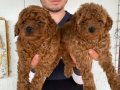Denizli Pamukkale Toy Poodle Yavruları | Akıllı ve Tüy Dökmeyen Dostunuz