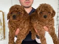 Denizli Pamukkale Toy Poodle Yavruları | Akıllı ve Tüy Dökmeyen Dostunuz