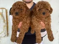 Denizli Pamukkale Toy Poodle Yavruları | Akıllı ve Tüy Dökmeyen Dostunuz