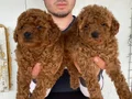 Denizli Pamukkale Toy Poodle Yavruları | Akıllı ve Tüy Dökmeyen Dostunuz