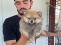 ÜST KALİTE POMERANIAN BOO YAVRULARI 