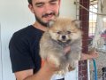 ÜST KALİTE POMERANIAN BOO YAVRULARI 