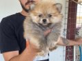 ÜST KALİTE POMERANIAN BOO YAVRULARI 