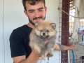 ÜST KALİTE POMERANIAN BOO YAVRULARI 