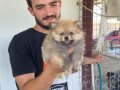ÜST KALİTE POMERANIAN BOO YAVRULARI 