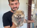 ÜST KALİTE POMERANIAN BOO YAVRULARI 