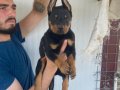 ORJİNAL DOBERMAN YAVRULARIMIZ 