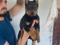 ORJİNAL DOBERMAN YAVRULARIMIZ 