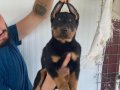 ORJİNAL DOBERMAN YAVRULARIMIZ 