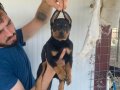 ORJİNAL DOBERMAN YAVRULARIMIZ 