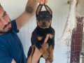 ORJİNAL DOBERMAN YAVRULARIMIZ 