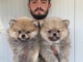 ORJİNAL POMERANIAN BOO YAVRULARIMIZ 