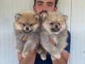 ORJİNAL POMERANIAN BOO YAVRULARIMIZ 