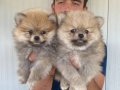 ORJİNAL POMERANIAN BOO YAVRULARIMIZ 