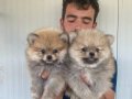 ORJİNAL POMERANIAN BOO YAVRULARIMIZ 
