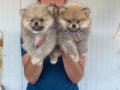 ORJİNAL POMERANIAN BOO YAVRULARIMIZ 