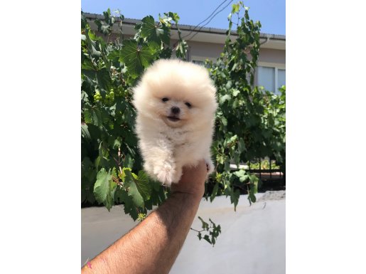 Ayı surat pomeranian boo bebekler 