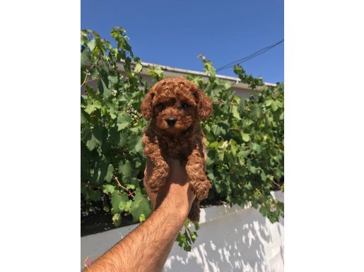 Kore toy poodle 
