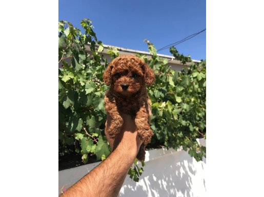 Kore toy poodle bebekler 