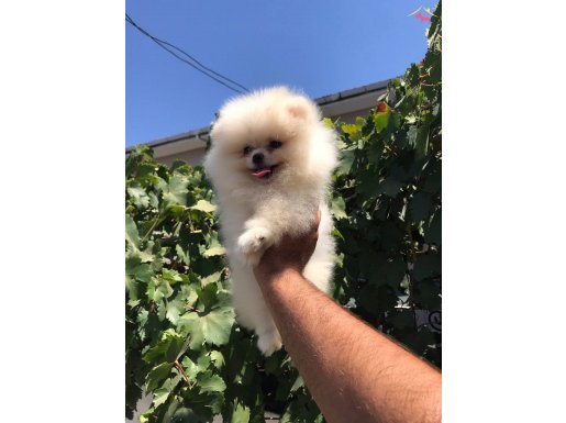 Ayır surat teacup pomerian bebek 