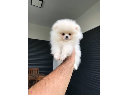 Teacup pomeranian boo bebekler