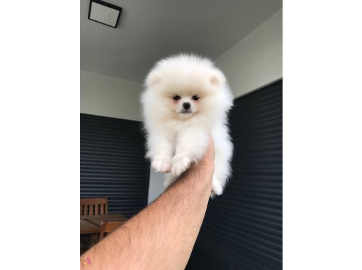 Teddy bear pomerian boo bebekler 
