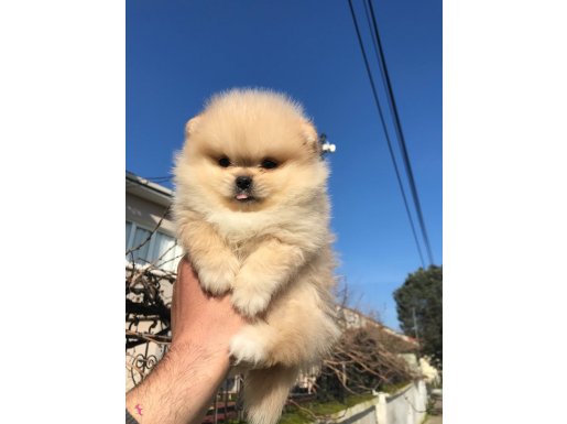 Ayı Surat Teacup Pomeranian Boo: Evde Büyüyen Dolgun Kürklü Bebekler