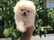 Ayı surat pomeranian boo bebekler 