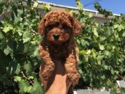 Kore toy poodle bebekler 