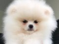 Teacup pomeranian boo bebekler