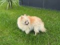 Yetişkin dişi pomerian boo